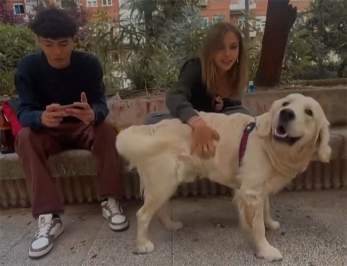 Video Of Guy Trying To Convince His Dog To Keep Walking Home Goes Viral As The Dog Refuses To Move Video Of Guy Trying To Convince His Dog To Keep Walking Home Goes Viral As The Dog Refuses To Move