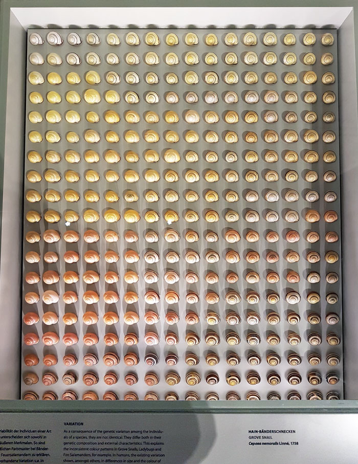 The Way This Museum Arranged Snail Shells To Demonstrate Color Variation