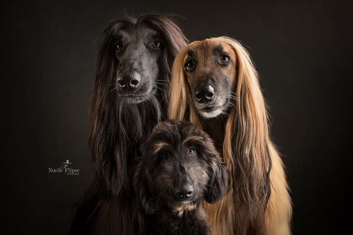 Three Afghan dogs with long silky fur posing in a studio setting, featured in International Dog Photography Awards images.