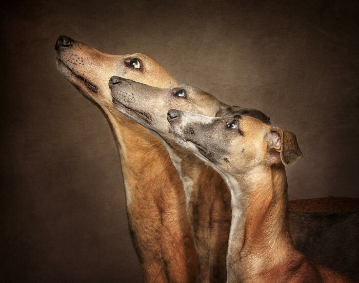 Three greyhounds looking upward in a studio setting, captured in a top dog photography awards image.