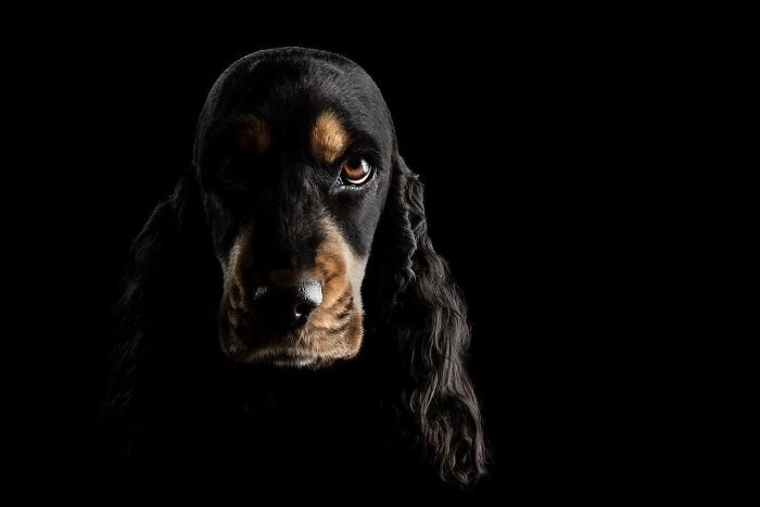 Close-up portrait of a tricolor dog with soulful eyes, captured in dramatic lighting for dog photography awards.