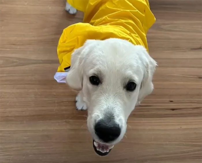 Video Of Guy Trying To Convince His Dog To Keep Walking Home Goes Viral As The Dog Refuses To Move Video Of Guy Trying To Convince His Dog To Keep Walking Home Goes Viral As The Dog Refuses To Move