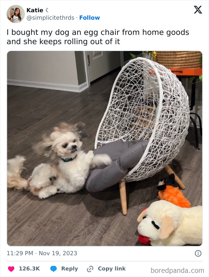 Funny-Tweets-About-Dogs