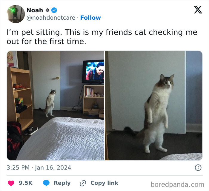 Cute-Cats-Pics-Jokes-Catsandsmiles