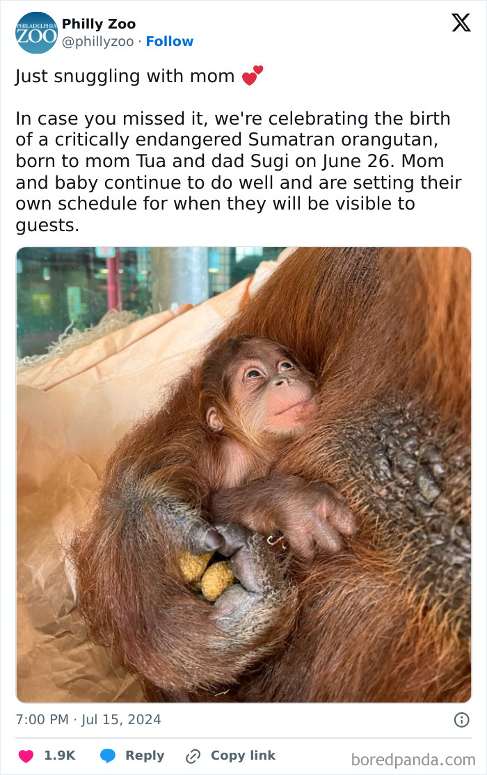 3-Week-Old Sumatran Orangutan At The Philly Zoo, Looking Up At Mama