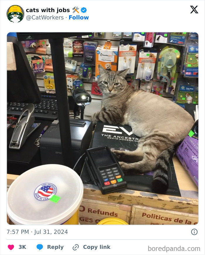 Cat With A Job