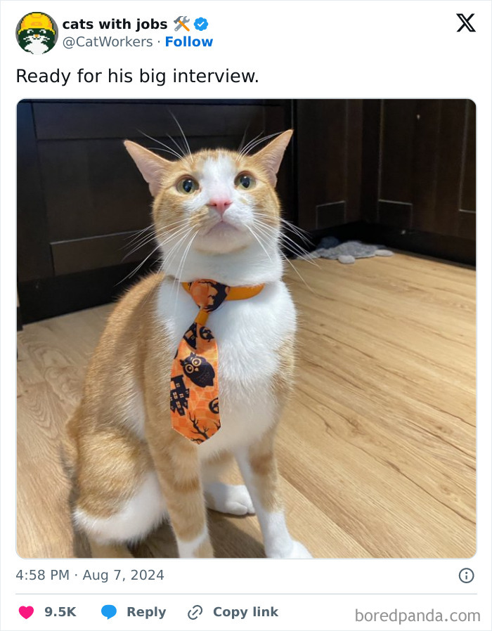 Cat With A Job