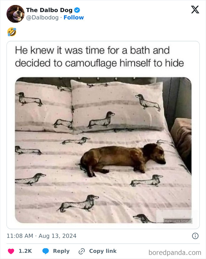 Funny-Tweets-About-Dogs