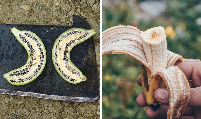 Side-by-side photos showing fruits and veggies before and after humans domesticated them, highlighting changes in appearance.