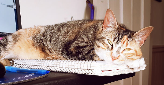 Daisy... Keeping Me From Working As Usual