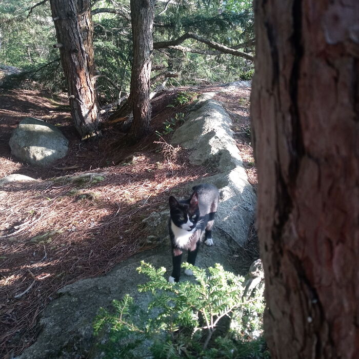 Anua The Mountain Cat