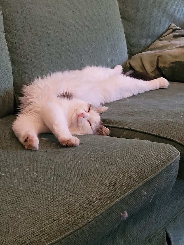 Otis Toothless, A Street Stray Found His Forever Home