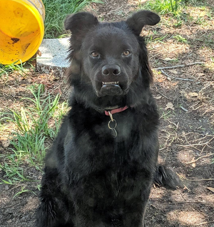 Funny animal expression: A black dog with a humorous grin, sitting outdoors beside a yellow bucket.