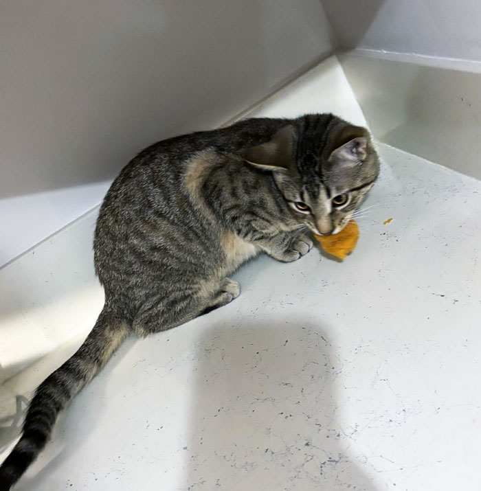 Jimmy Stole A Chicken Nugget, Ran Behind A Photo, And Growled While Eating It