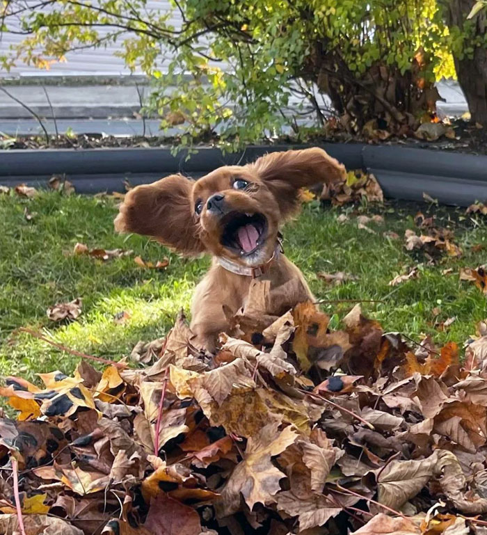 Cute dog joyfully playing in autumn leaves, showcasing funny animal expressions.