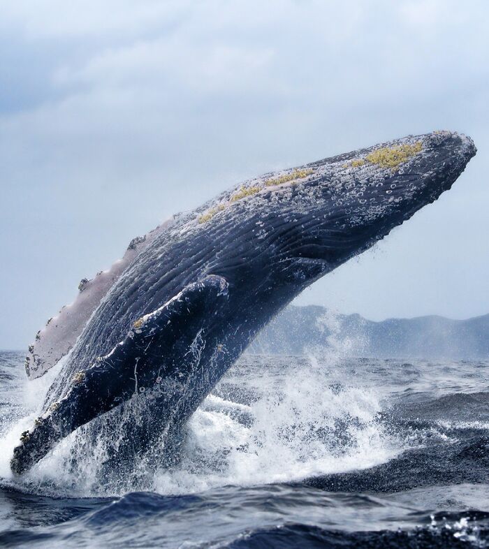 Giant High Jump By Kei Nomiyama