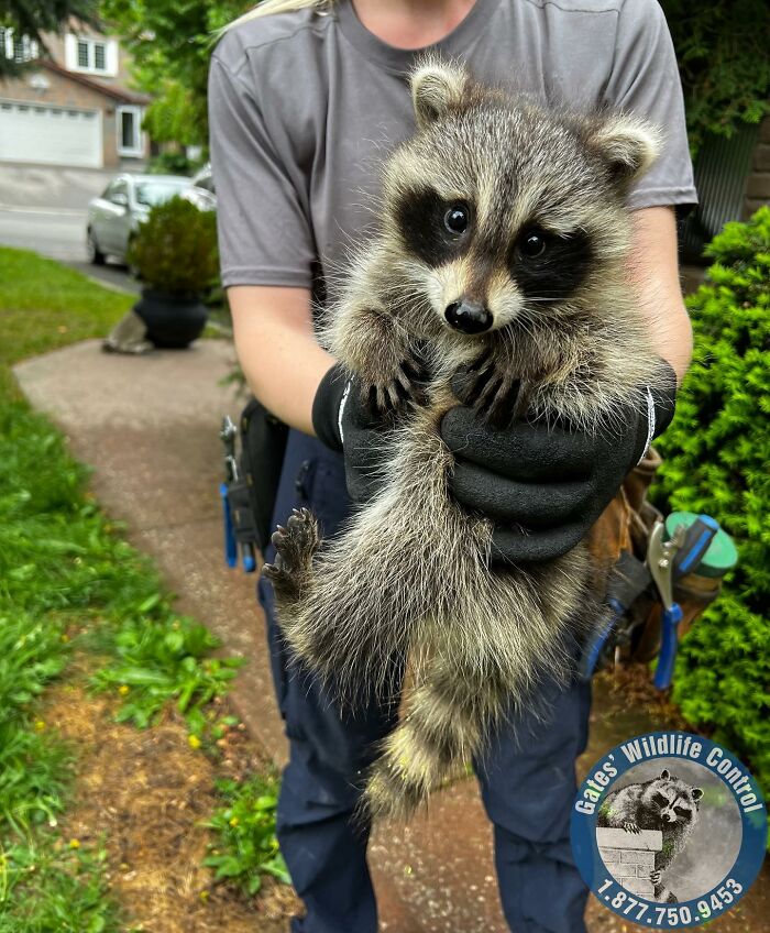 This Wildlife Control Company Earns Praise For Their Humane Solutions This Wildlife Control Company Earns Praise For Their Humane Solutions