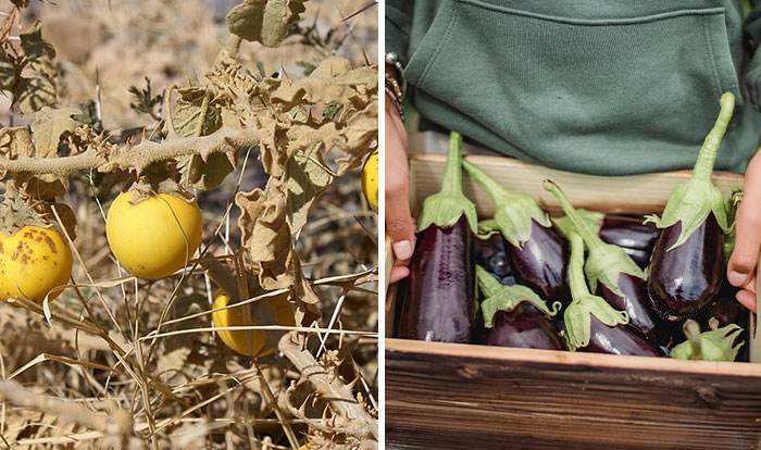 Side-by-side comparison of fruits and veggies before and after human domestication showing changes in size and appearance