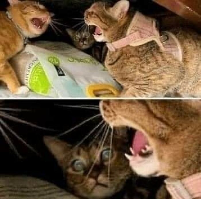Funny-Cats-Being-Jerks-Memes