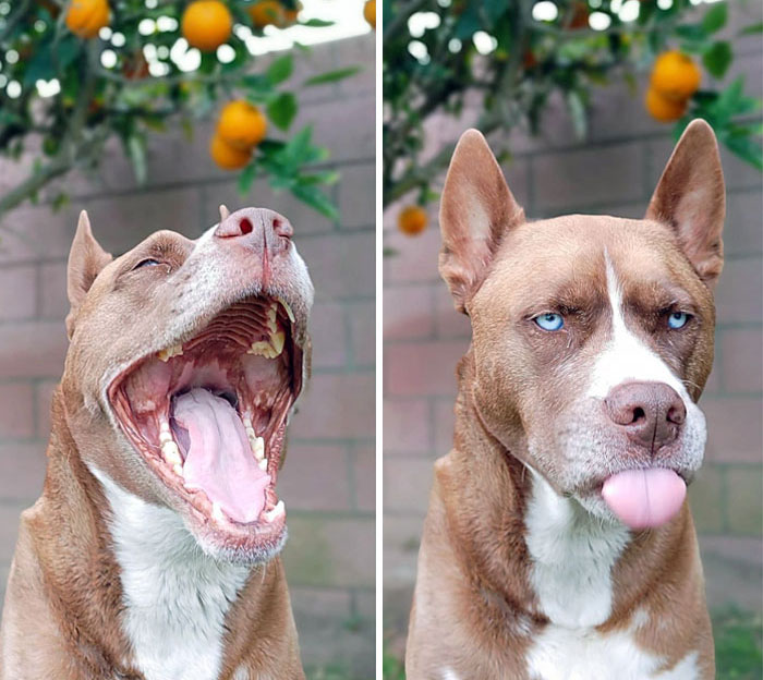 Funny animal expressions: A dog yawning wide on the left, and playfully sticking out its tongue on the right.