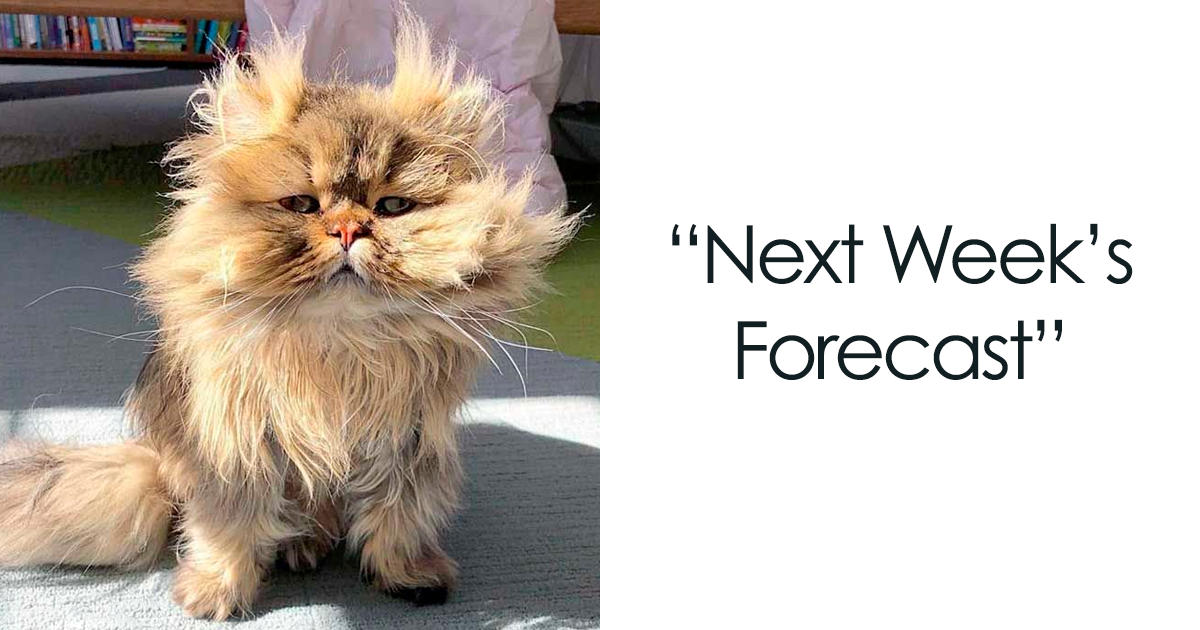 Sunday Memes Msn