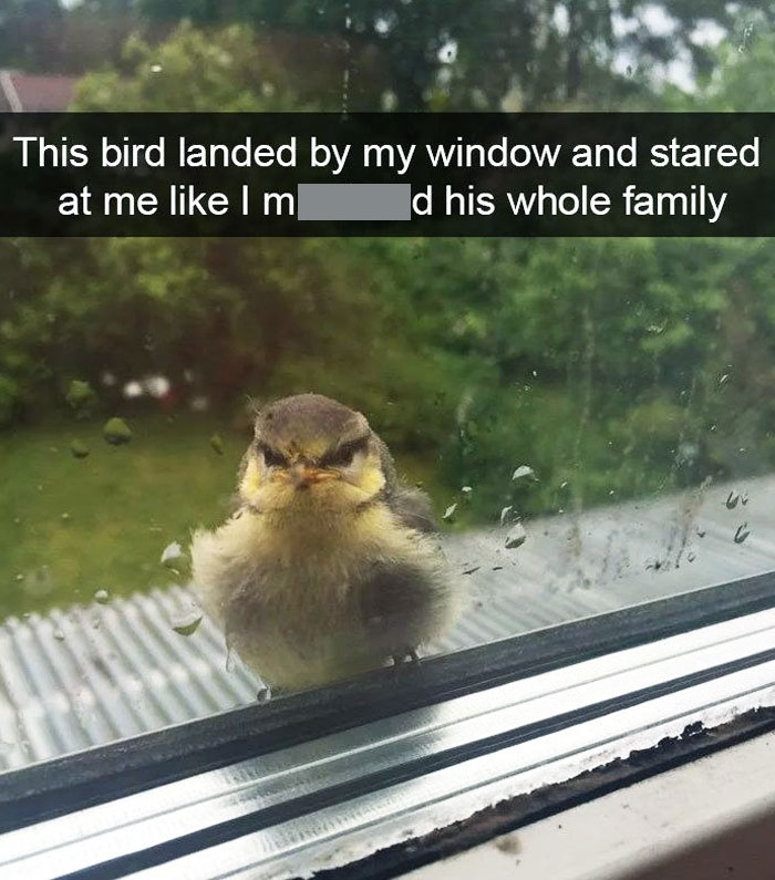 A bird with a funny expression stares intensely through a window, showcasing a humorous animal moment.