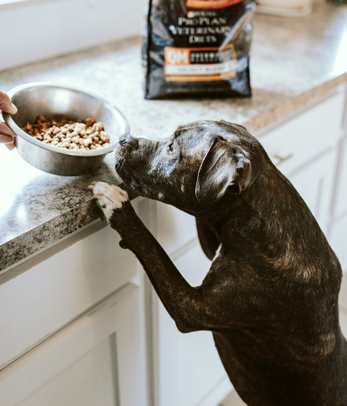 Dog reaching for a bowl of pet food on a kitchen counter, representing lifetime supply winnings of pet food.
