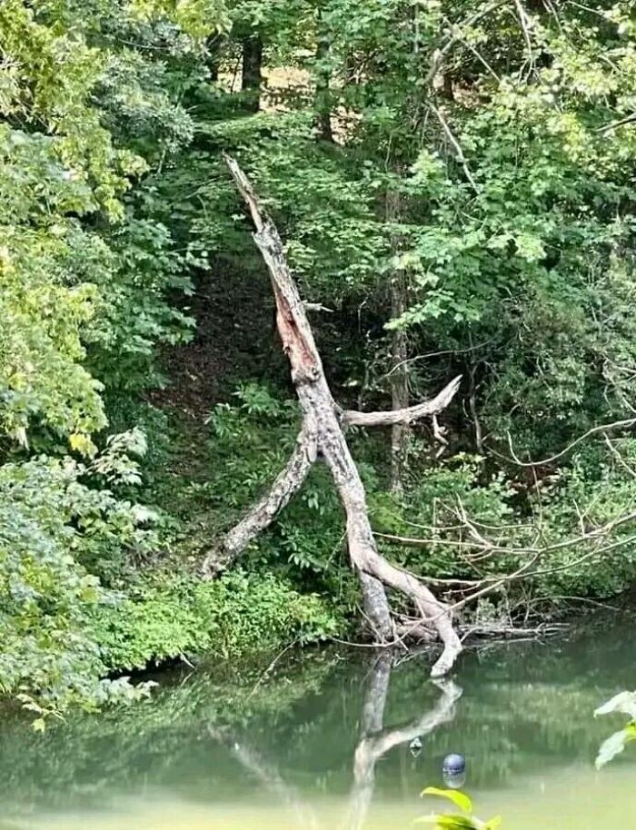 Why Does This Tree Look Like It's Sneaking Out Of The Woods