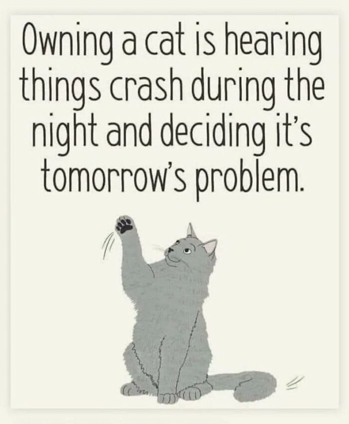 Funny-Cats-Being-Jerks-Memes