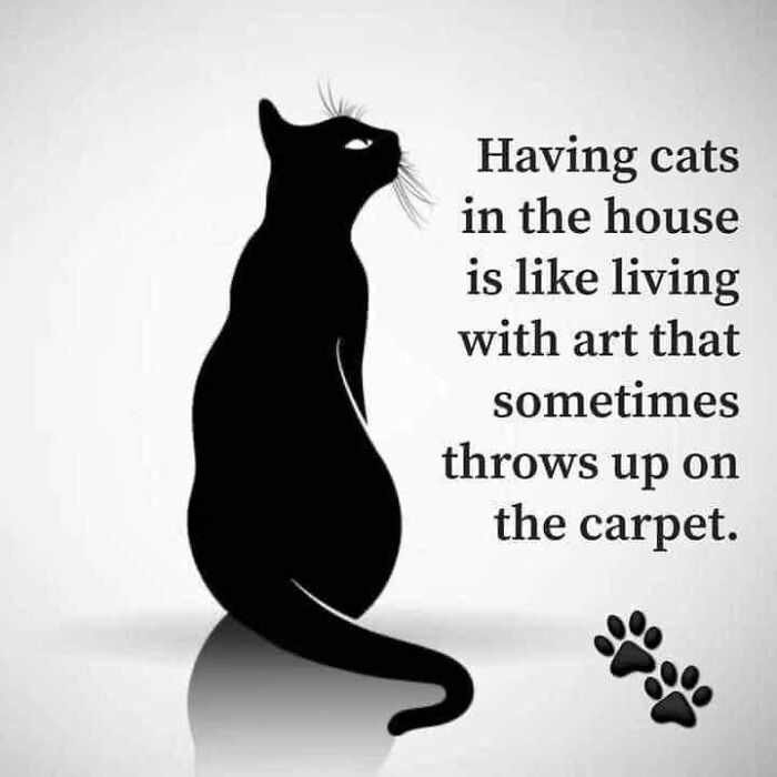 Funny-Cats-Being-Jerks-Memes