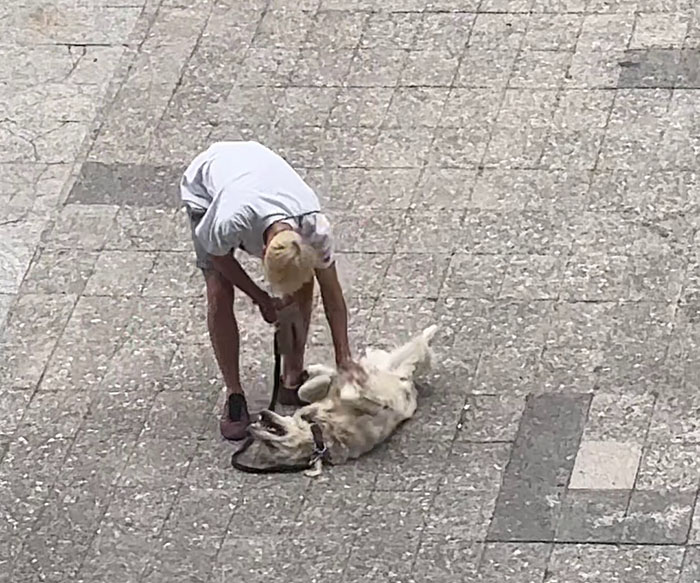 Video Of Guy Trying To Convince His Dog To Keep Walking Home Goes Viral As The Dog Refuses To Move Video Of Guy Trying To Convince His Dog To Keep Walking Home Goes Viral As The Dog Refuses To Move