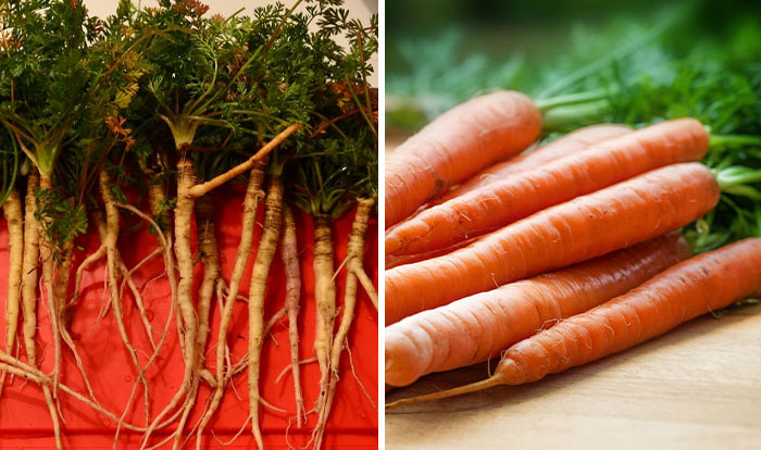 Before and after photos of carrots showing fruits and veggies domesticated by humans with green tops and orange roots.