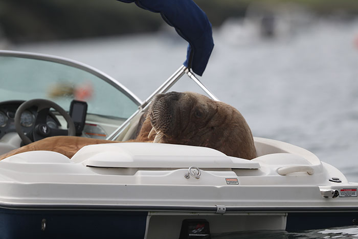 Netizens Can&rsquo;t Get Enough Of This Walrus Who Was Given His Own Raft So He Would Stop Sinking Boats