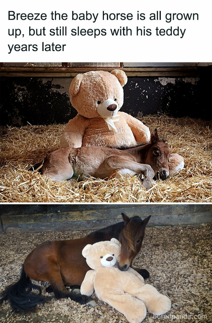 Animal-Memes-Youronlysourceofserotonin