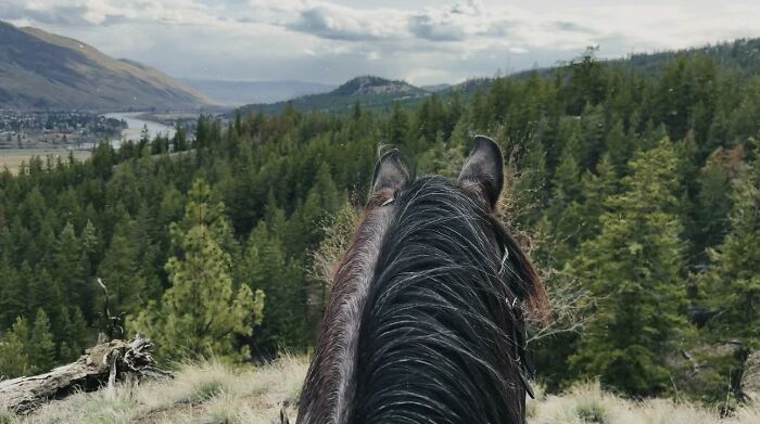 A Special Bond Between A Rescue Horse And His Owner&rsquo;s Fianc&eacute; Is Melting Hearts On The Internet