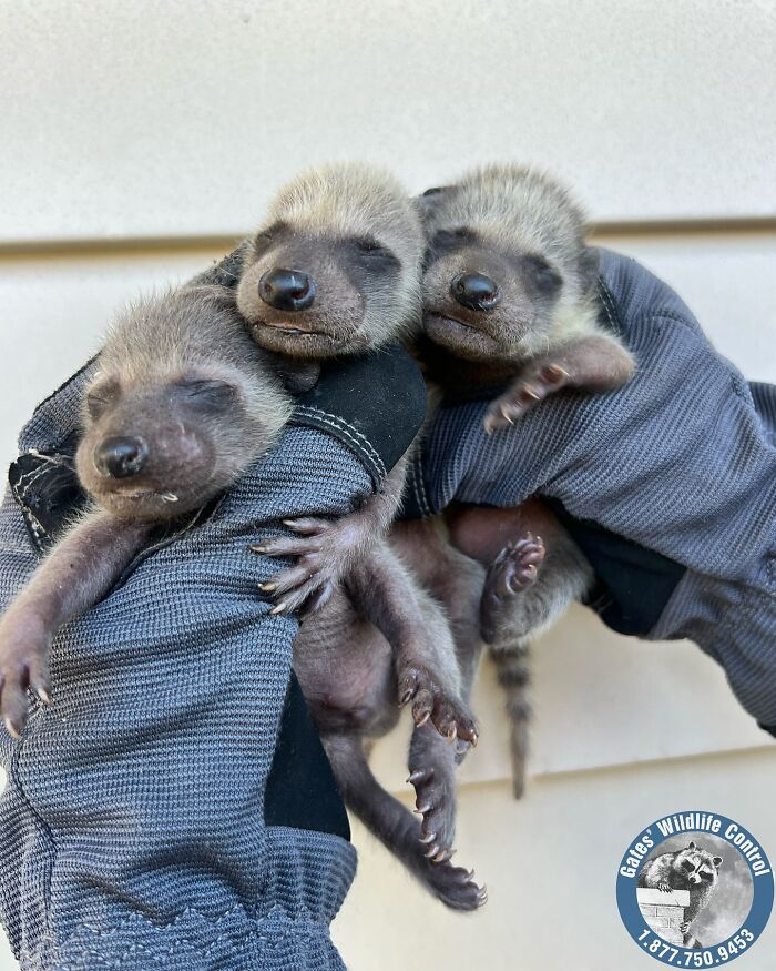 This Wildlife Control Company Earns Praise For Their Humane Solutions This Wildlife Control Company Earns Praise For Their Humane Solutions