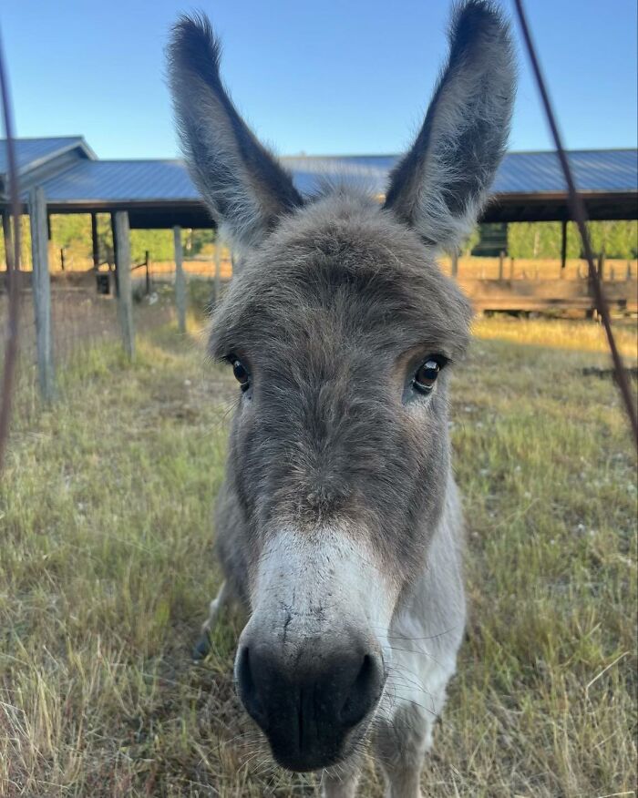 A Touching Story Of A Sad Donkey Whose Ball Popped, But People Made Sure He’ll Never Be Lonely Again A Touching Story Of A Sad Donkey Whose Ball Popped, But People Made Sure He’ll Never Be Lonely Again