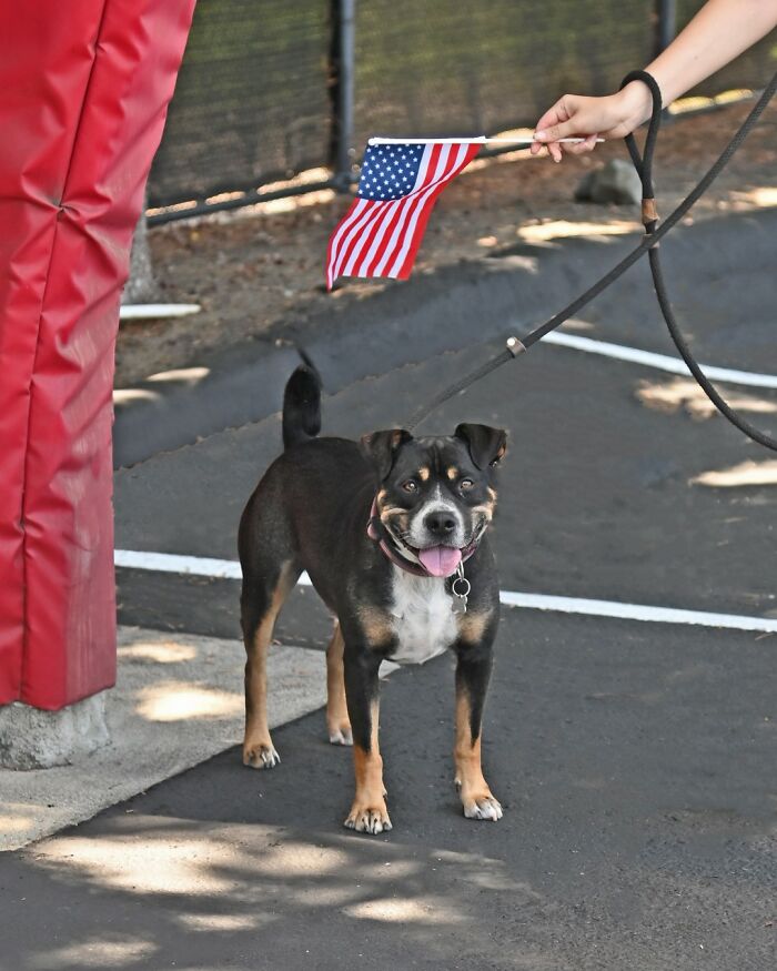 As The 2024 Summer Olympics Kicked Off In Paris, This Shelter Hosts Their Own OlymPETs