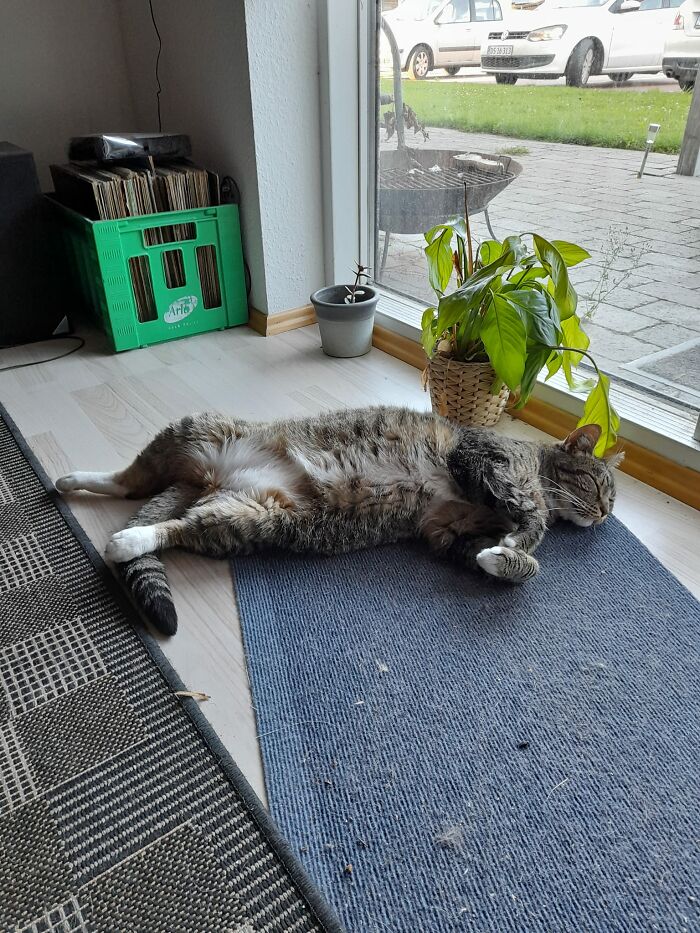 This Is Chang. Chang Likes To Sleep