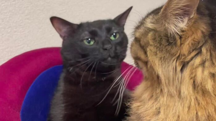 Funny-Reaction-Memes-Acting-Dumb