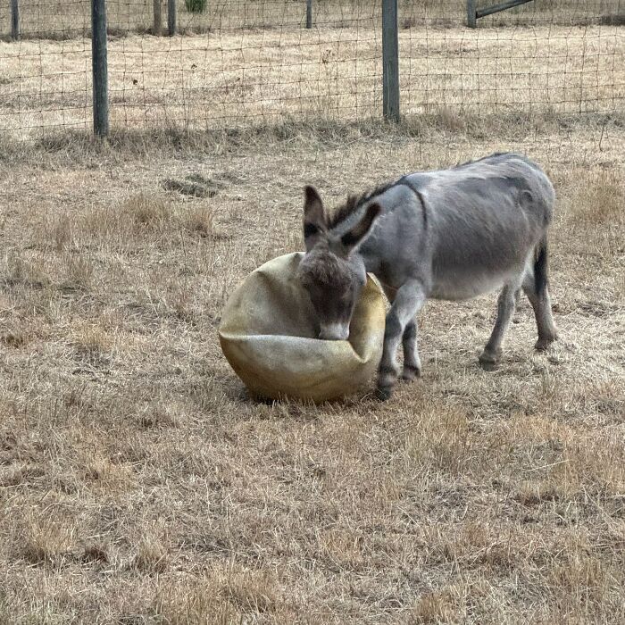 A Touching Story Of A Sad Donkey Whose Ball Popped, But People Made Sure He’ll Never Be Lonely Again A Touching Story Of A Sad Donkey Whose Ball Popped, But People Made Sure He’ll Never Be Lonely Again