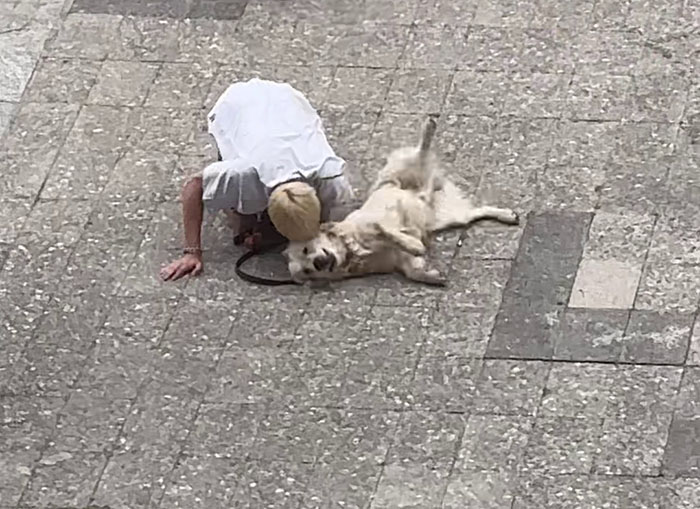 Video Of Guy Trying To Convince His Dog To Keep Walking Home Goes Viral As The Dog Refuses To Move Video Of Guy Trying To Convince His Dog To Keep Walking Home Goes Viral As The Dog Refuses To Move