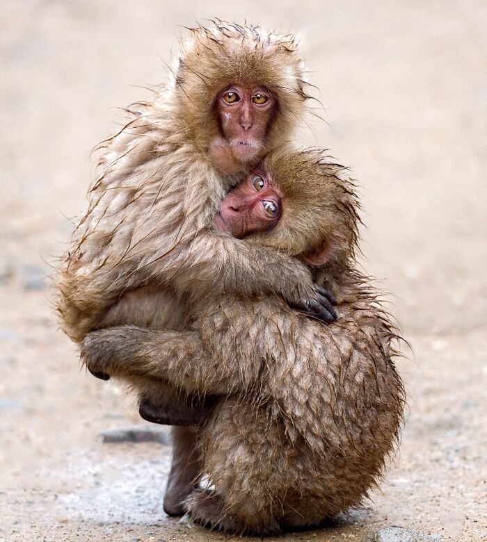 Babies Of Japanese Macaque Playing With Each Other By Liza Kirina