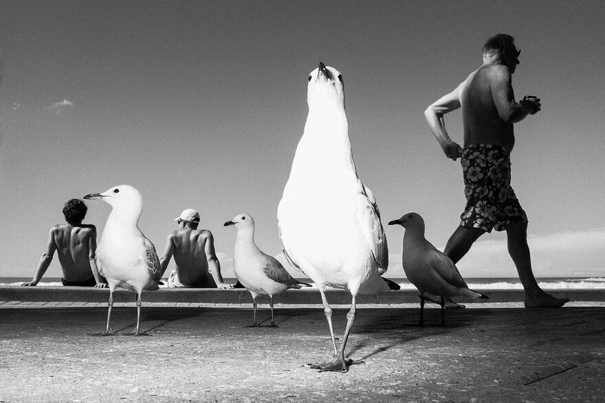 Of Birds And Me From The Series Street Level © Gavin Libotte