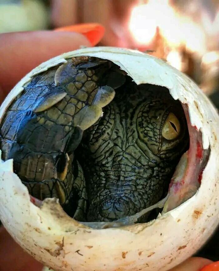 Nile Crocodile Peeking Through Its Eggshell