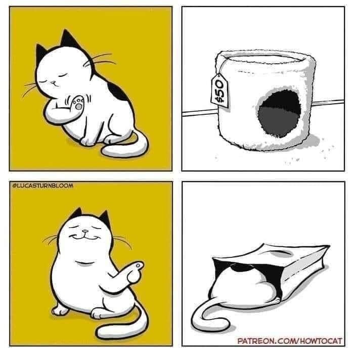 Funny-Cats-Being-Jerks-Memes