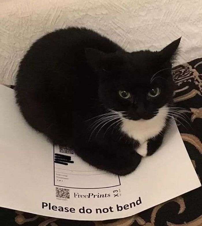 Funny-Cats-Being-Jerks-Memes