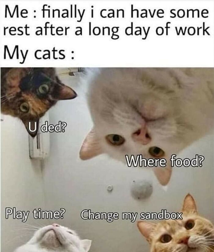 Funny-Cats-Being-Jerks-Memes