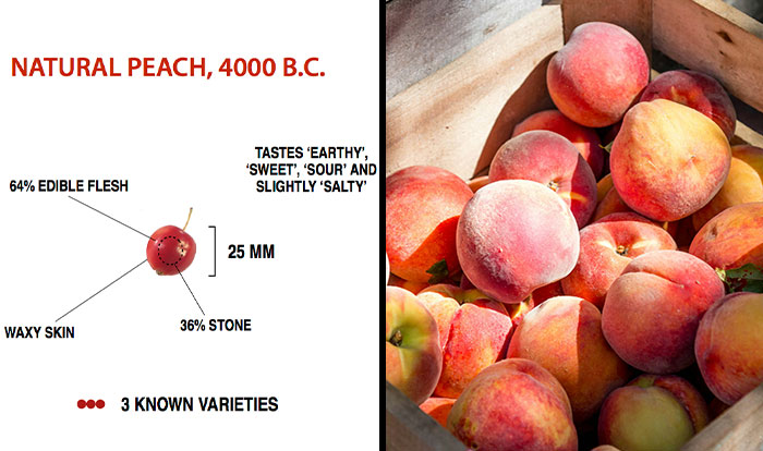 Natural peach from 4000 B.C. with small size and waxy skin compared to modern domesticated peaches.