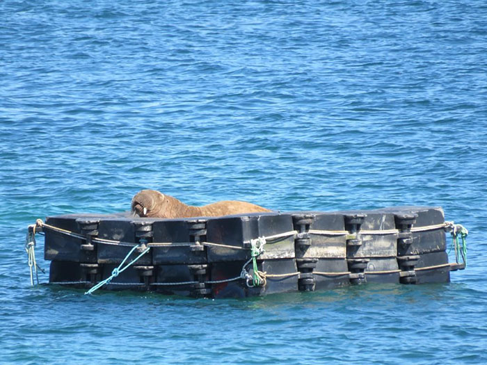 Netizens Can&rsquo;t Get Enough Of This Walrus Who Was Given His Own Raft So He Would Stop Sinking Boats